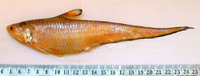 Coilia reynaldi, Reynald's grenadier anchovy: fisheries