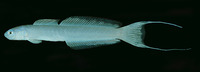 Ptereleotris arabica, :