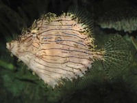 Chaetodermis penicilligerus, Prickly leatherjacket: