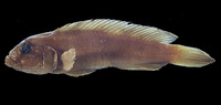 Lamprologus symoensi, :