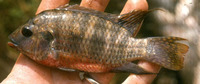 Tilapia tholloni, :