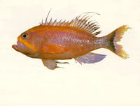 Holanthias rhodopeplus, :