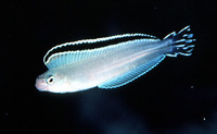 Plagiotremus phenax, Imposter fangblenny: