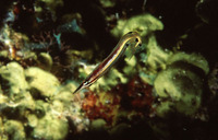 Lucayablennius zingaro, Arrow blenny: