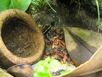 Phyllobates lugubris in Costa Rica exibit