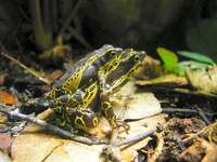 Atelopus spumarius in amplexus