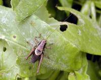 Pholidoptera griseoaptera - Dark Bush-cricket