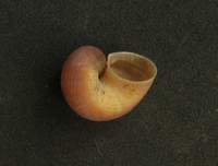 Pomatias rivularis