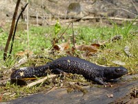 Triturus cristatus - Northern Crested Newt