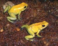 Image of: Phyllobates terribilis (golden poison frog)