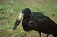 Anastomus lamelligerus - African Openbill