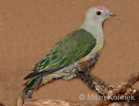 Ptilinopus regina - Rose-crowned Fruit-Dove