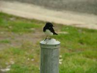 Rhipidura leucophrys - Willie Wagtail