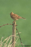 Alauda arvensis - Eurasian Skylark