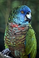 Amazona versicolor - St. Lucia Parrot