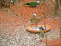 Polytelis alexandrae - Alexandra's Parrot