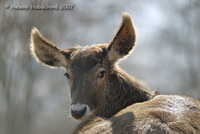 Cervus albirostris - White-lipped Deer