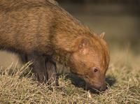 Speothos venaticus - Bush Dog