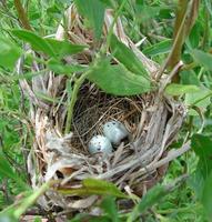 Image of: Agelaius phoeniceus (red-winged blackbird)