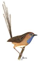 Image of: Stipiturus malachurus (southern emuwren)