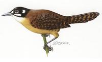 Image of: Thryothorus nigricapillus (bay wren)