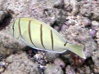 Image of: Acanthurus triostegus (convictfish)