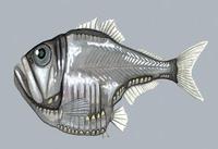 Image of: Argyropelecus aculeatus (Atlantic silver hatchetfish)