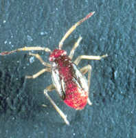 Ceratocapsus pumilus