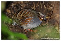 Rufous-throated Partridge - Arborophila rufogularis