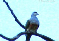 Wallace's Fruit Dove - Ptilinopus wallacii