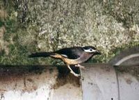 White-eared Sibia - Heterophasia auricularis