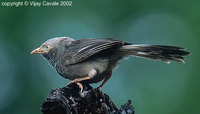 Yellow-billed Babbler - Turdoides affinis