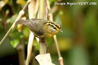 Yellow-throated Fulvetta - Alcippe cinerea