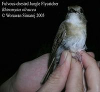 Fulvous-chested Jungle Flycatcher - Rhinomyias olivaceus