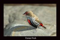 Painted Finch