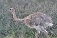 Lesser Rhea - Rhea pennata