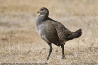 Tasmanian Native-hen - Gallinula mortierii