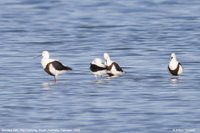 Banded Stilt - Cladorhynchus leucocephalus