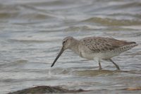 Short-billed Dowitcher - Limnodromus griseus