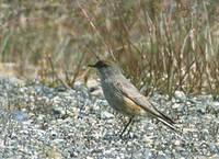 Cinnamon-bellied Ground-Tyrant (Muscisaxicola capistrata) photo