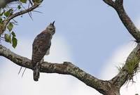 Ornate Hawk-Eagle (Spizaetus ornatus) photo