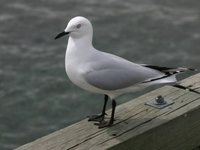 Black-billed Gull - Larus bulleri