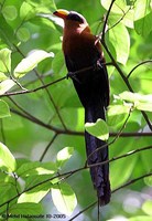 Yellow-billed Malkoha - Phaenicophaeus calyorhynchus