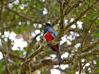 Collared Trogon - Trogon collaris