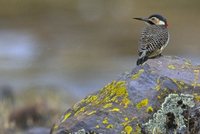 Andean Flicker - Colaptes rupicola