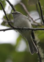 White-banded Tyrannulet - Mecocerculus stictopterus