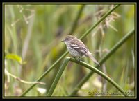 Bran-colored Flycatcher - Myiophobus fasciatus