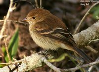 Bran-colored Flycatcher - Myiophobus fasciatus