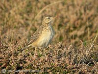 Blyth's Pipit - Anthus godlewskii