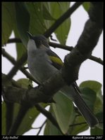 Ashy Bulbul - Hemixos flavala